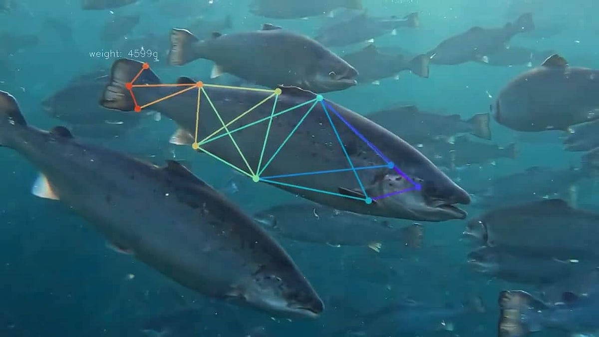 AI Fish-Figuring AI Fish-Figuring