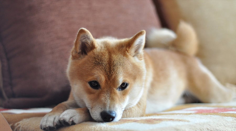 Disappointed by Shiba Inu passive income? Check out EverGrow