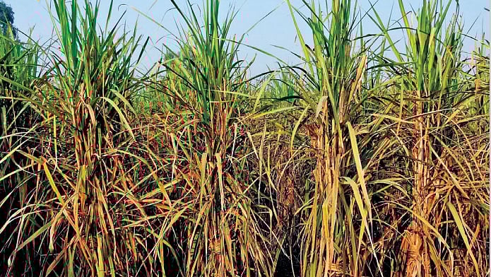 பொங்கல் கரும்பு- குறைந்த விலை, அதிக கையூட்டு!