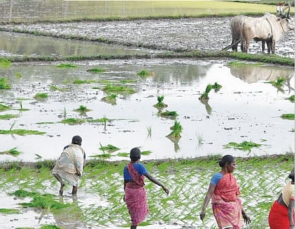 குறுவை நெல் சாகுபடிக்கு தண்ணீர் போதுமா?- விவசாயிகளைக் கூட்டிப் பேச வேண்டும்!