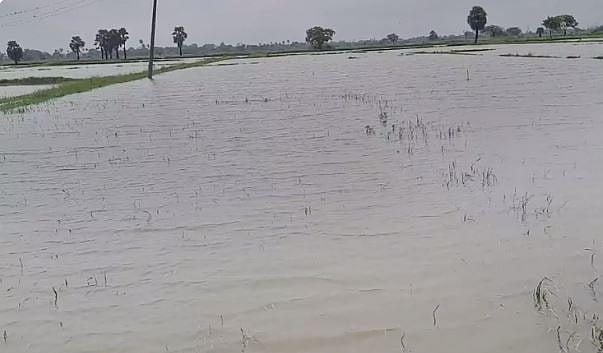 ’தஞ்சையில் 10,000 ஏக்கர், மயிலாடுதுறையில் 25,000 ஏக்கர் பயிர்கள் நாசம்!’