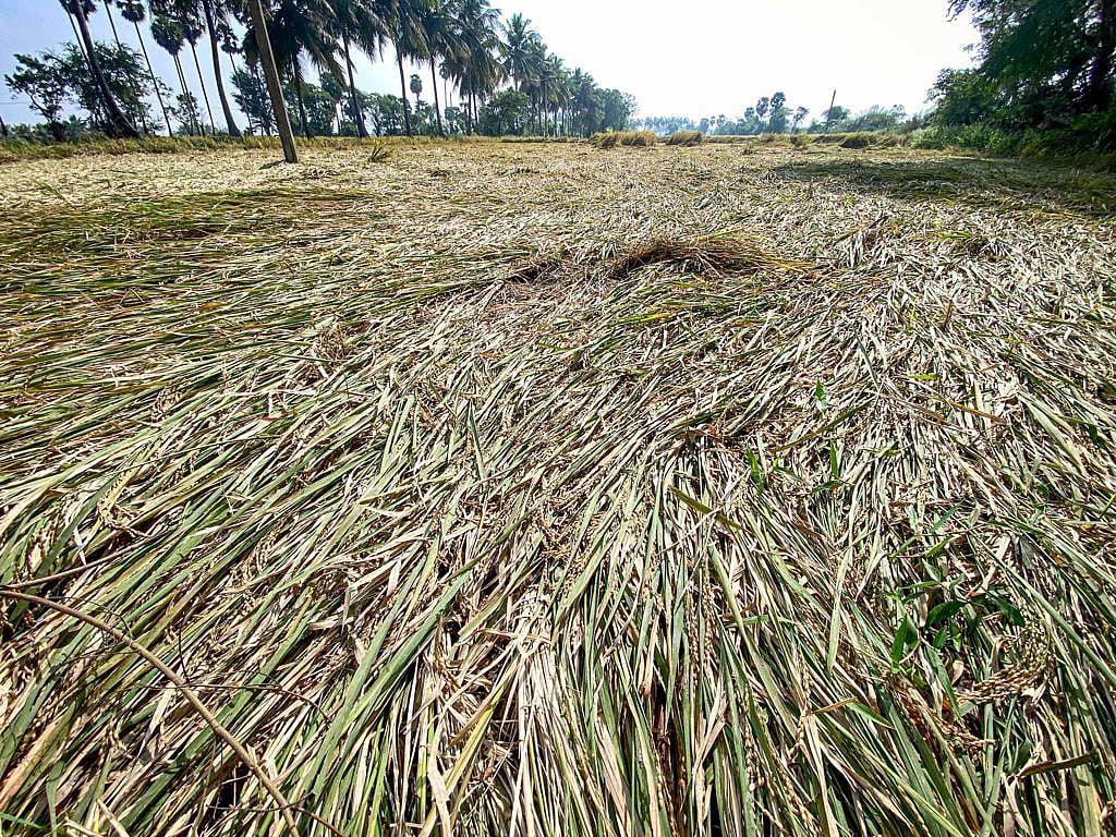 எப்படிங்க இந்த நிவாரணம் போதும்?- விவசாயிகள் கேள்வி!