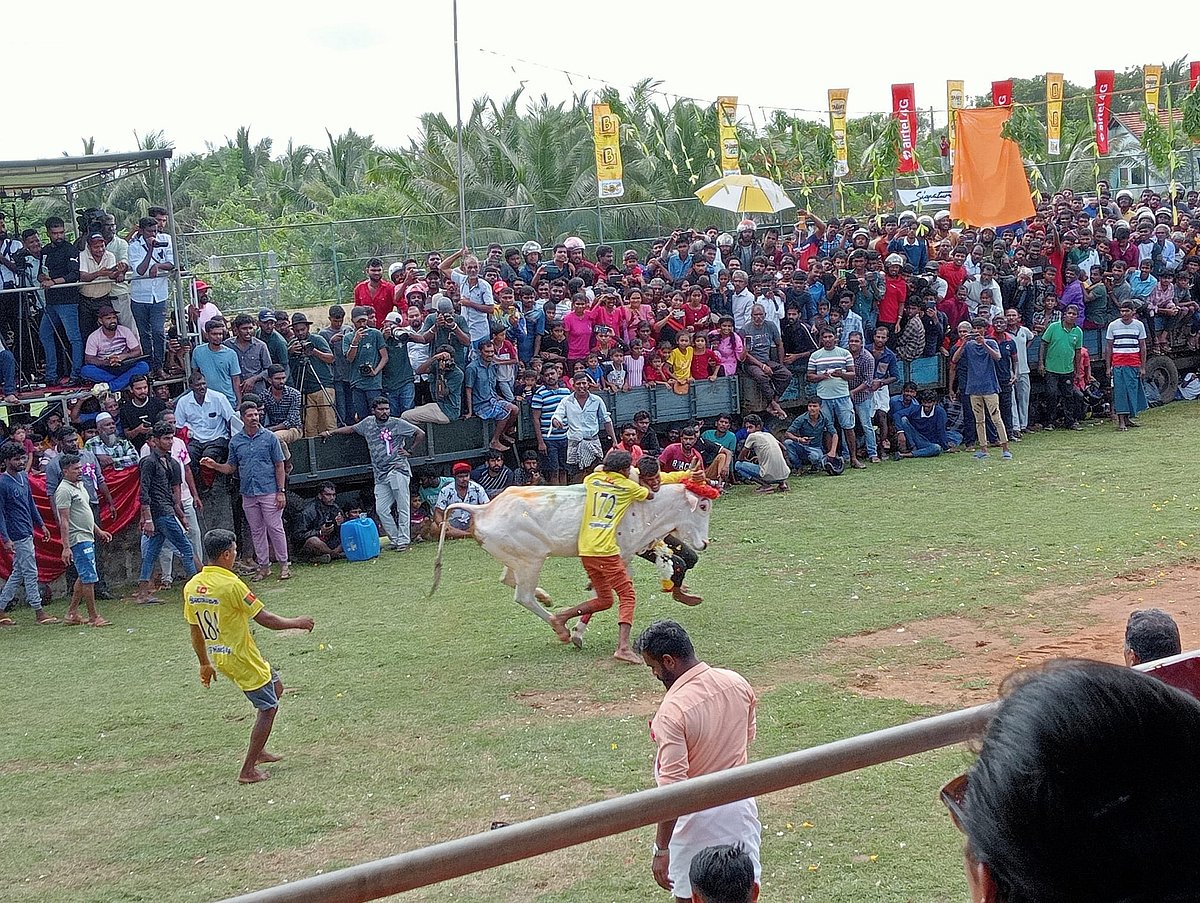 சல்லிக்கட்டுக் காளைகள், மாடுபிடி வீரர்கள் முன்பதிவு தொடக்கம்!