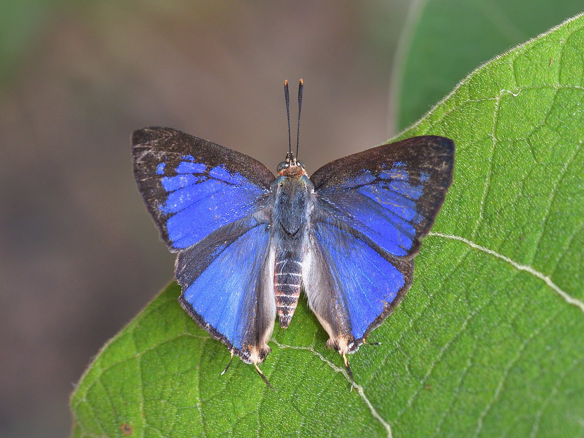 மேற்குத்தொடர்ச்சி மலையில் 33 ஆண்டுகளுக்குப் பிறகு புது வகை  வண்ணத்துப்பூச்சி!  


						