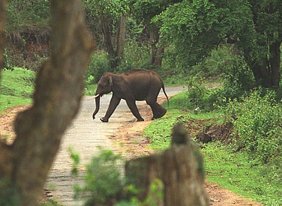 யானை வழித்தடத் திட்டத்தில் சூழ்ச்சி- சீமான் சொல்கிறார்!