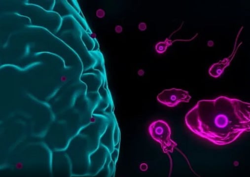 எச்சரிக்கை… மூளையைக் கொல்லும் அமீபா!