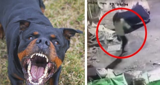 நாய்கள் கடித்த சிறுமிக்கு 9ஆம் தேதி அறுவை சிகிச்சை!