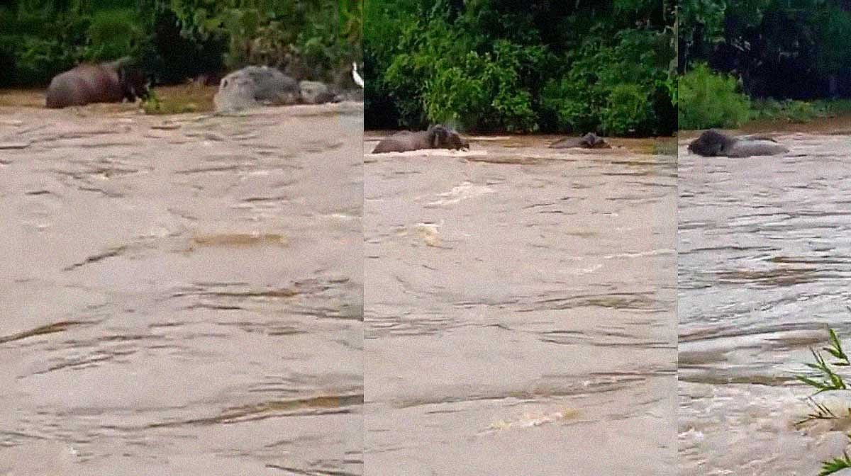 சீறிப்பாய்ந்த வெள்ளம்... சாமர்த்தியமாகத் தப்பிய யானைகள்!