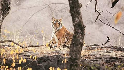 A third of Ranthambore’s 75 tigers missing 