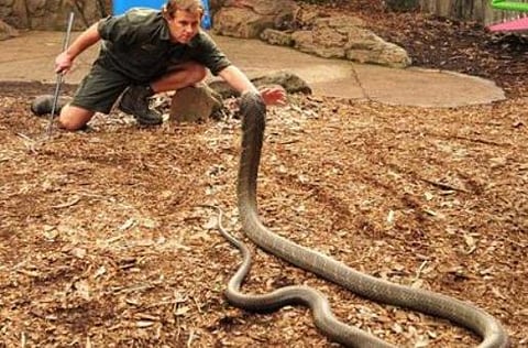 snake bite