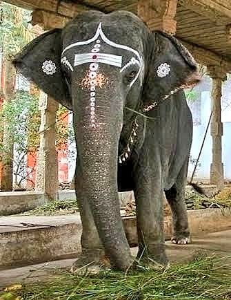 நெல்லையப்பர் கோவில் யானை உடல் நலக்குறைவால் உயிரிழப்பு!