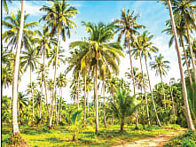 578 கோடி தேங்காய்கள் - 2ஆம் இடத்தில் தமிழகம்!


