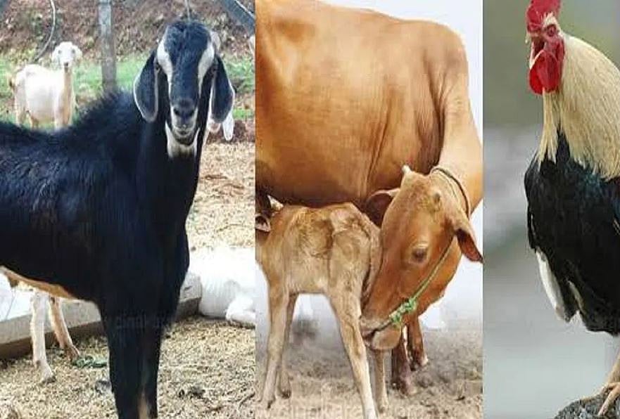 தெரு நாய்களால் ஆடு, மாடுகள் சாவு- இது புது பிரச்னை!