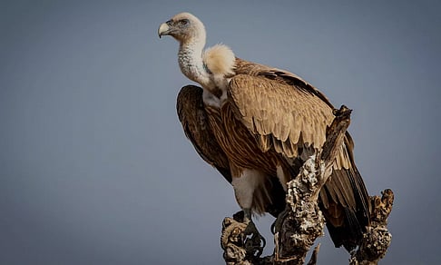 தமிழகம் உட்பட 3 மாநிலங்களில் கழுகுகள் கணக்கெடுப்பு பணி தொடக்கம்!