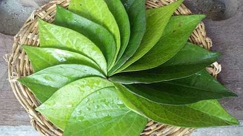 கும்பகோணம் வெற்றிலை (மாதிரிப்படம்)