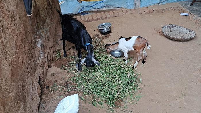 திருவண்ணாமலையில் அதிகரிக்கும் ஆடுகள் திருட்டு - விவசாயிகள் குமுறல்!