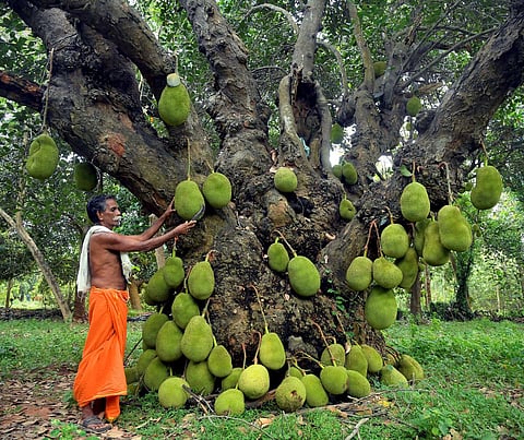 பண்ருட்டி பலாப்பழம்