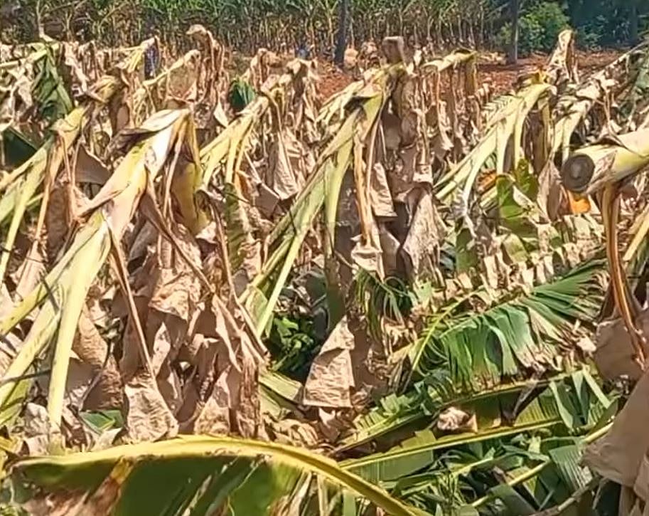 தாரோடு வீழ்ந்து வாழை மரங்கள் நாசம்!