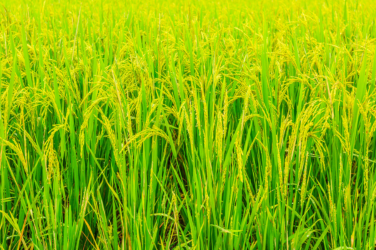 மரபணு திருத்தம் செய்யப்பட்ட நெல் ரகங்கள்…! இனி விவசாயிகள் இப்படிச் செய்யுங்க என்கிறது மத்திய அரசு!