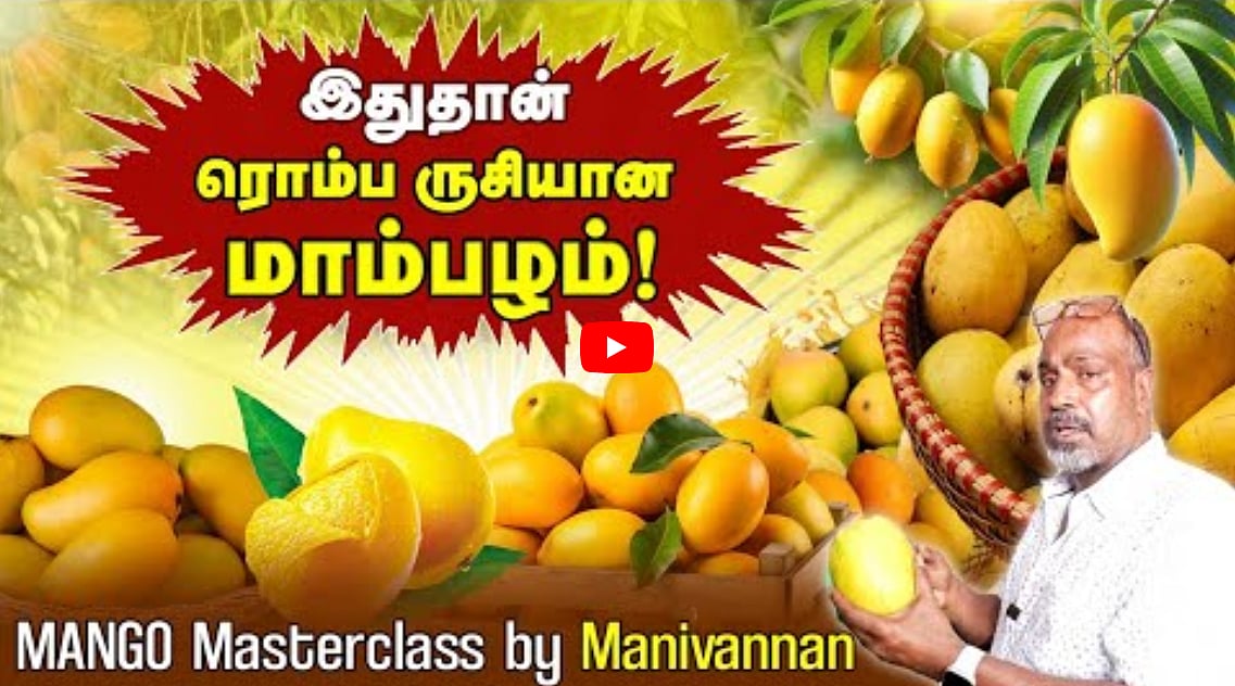 இதுதான் ரொம்ப ருசியான மாம்பழம்! | Mango Masterclass by Manivannan
