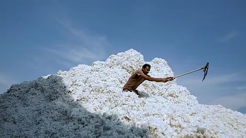 பருத்தி மீதான 11% இறக்குமதி வரி ரத்து! 