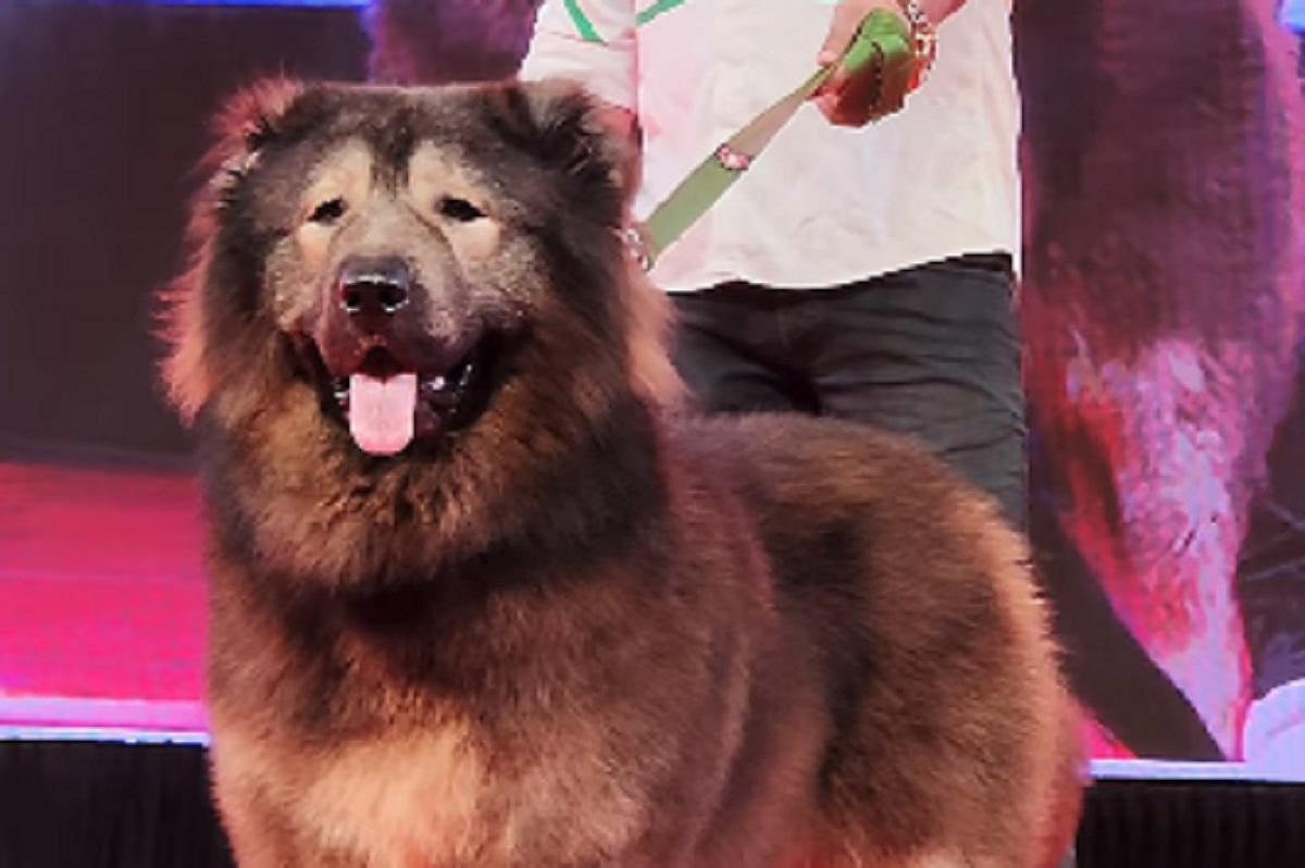 வளர்ப்பு நாய் உரிமையாளர்களுக்கு கடும் கட்டுப்பாடுகள் - பட்டியலிட்ட சென்னை மாநகராட்சி