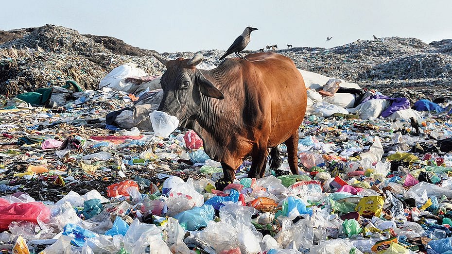 பாவத்த... பசுமாட்டின் வயிற்றில் இருந்து 40 கிலோ பிளாஸ்டிக் அகற்றம்!