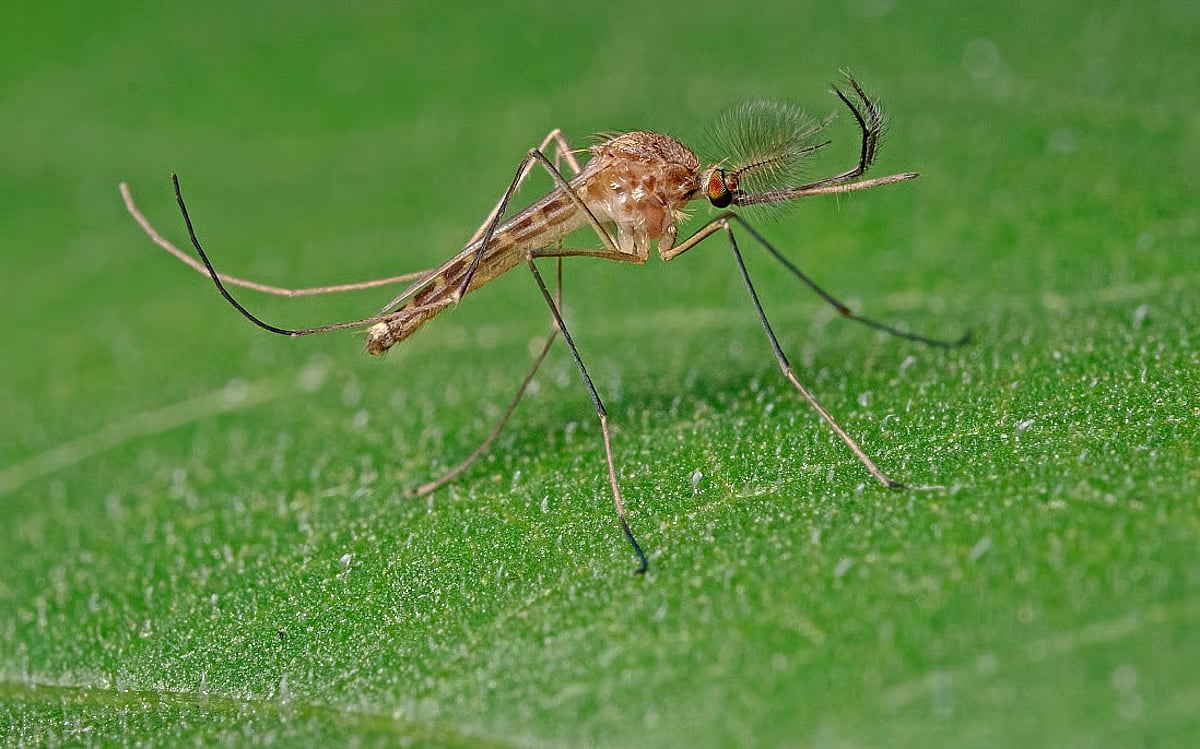 வரலாற்றில் முதல்முறையாக ஐஸ்லாந்தில் கொசுக்கள் கண்டுபிடிப்பு!