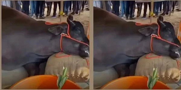 ரூ. 21 கோடி மதிப்பிலான எருமை மாடு திடீரென உயிரிழப்பு!