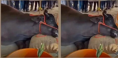 ரூ. 21 கோடி மதிப்பிலான எருமை மாடு திடீரென உயிரிழப்பு!