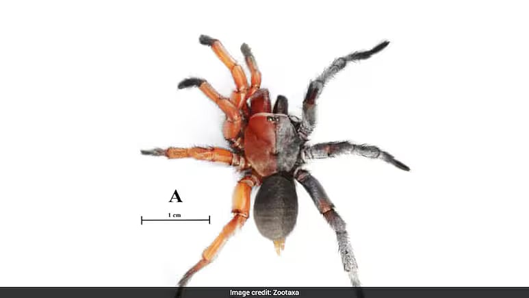 ஆண் பாதி, பெண் பாதி… அரிய வகை சிலந்தி கண்டுபிடிப்பு!