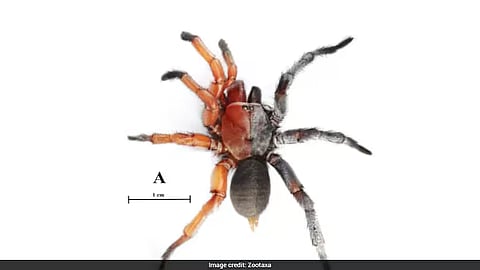 டமார்க்ஸ் இனாசுமா சிலந்தி