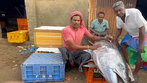 பாம்பன் மீனவரிடம் பிடிபட்ட 112 கி.கி. கேரை மீன்