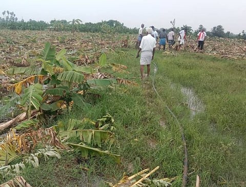 புயலால் வாழை மரங்கள் சேதம்