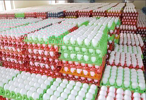 புதிய உச்சத்தைத் தொட்ட முட்டை கொள்முதல் விலை!