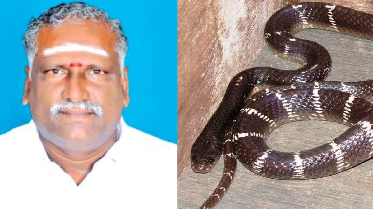 இன்சூரன்ஸ் பணத்துக்காக பாம்பை கடிக்க வைத்து தந்தை கொலை.. விசாரணையில் வெளியான திடுக்கிடும் தகவல்கள்!