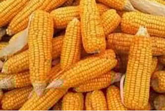 மக்காச்சோளம் விலை ரூ.800 வீழ்ச்சி - அரசு தலையிட விவசாயிகள் வலியுறுத்தல்!


