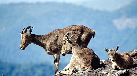 நீலகிரி வரையாடுகள்