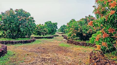 கசக்கும் மாம்பழ விவசாயிகளின் வாழ்க்கை 