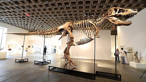 Dinosaur fossil sold at auction