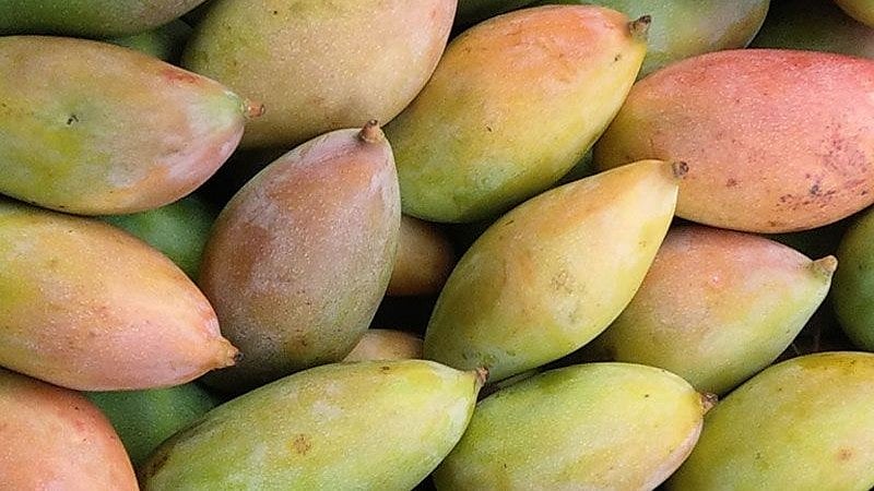 கிளிமூக்கு மாம்பழ விவசாயிகளுக்கு மத்திய அரசு இப்படியொரு உதவி!