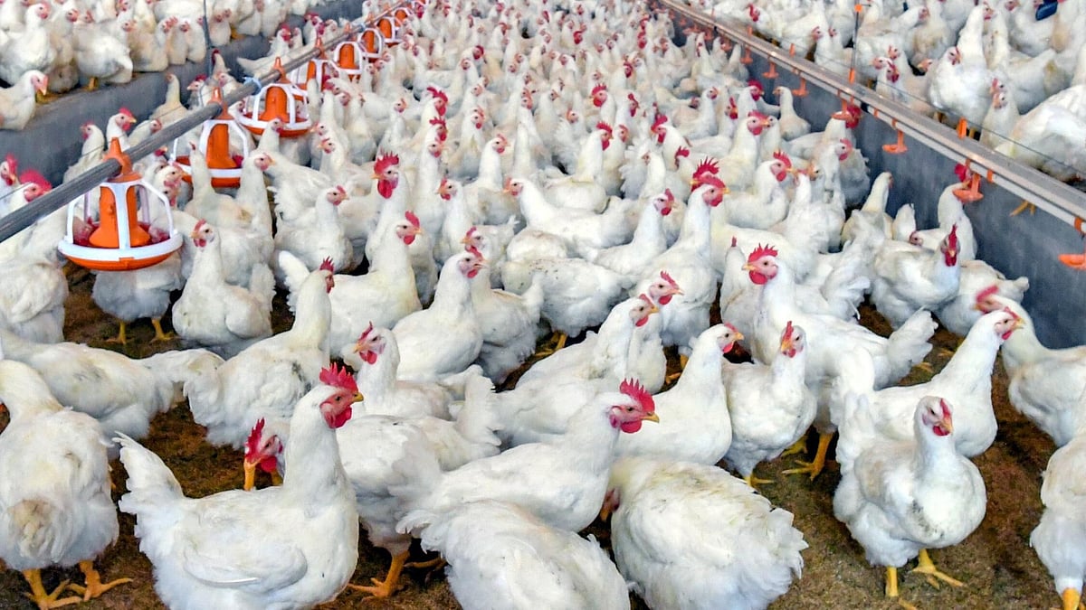 வாபஸ் ஆனது கோழிக்கறிக் கடை மூடும் போராட்டம்! 