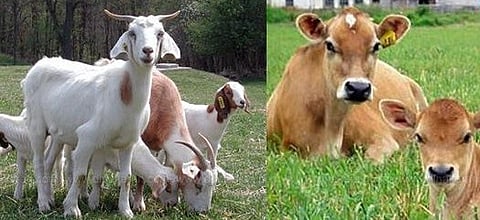 Free goat, cow 