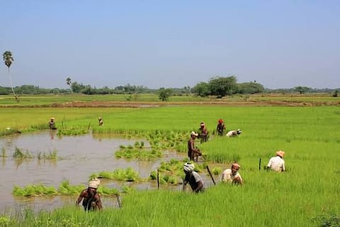 நன்செய் விவசாய நிலம்