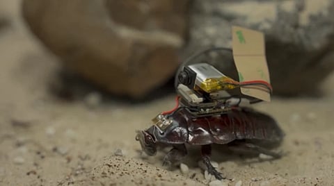 cockroach with camera 