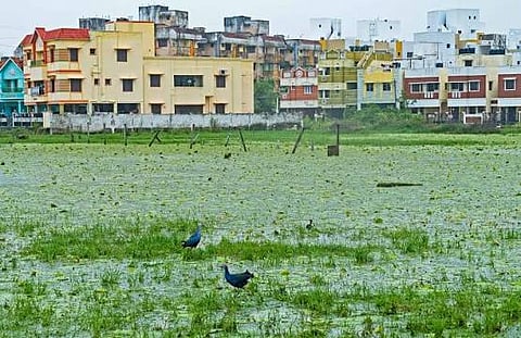 Pallikarani marshland 