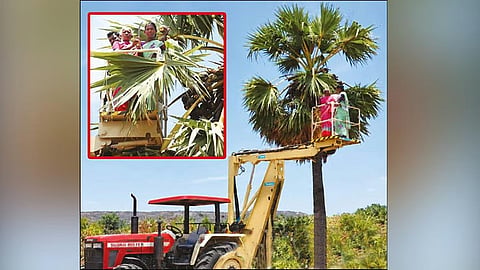 New machine introduced to climb palm tree