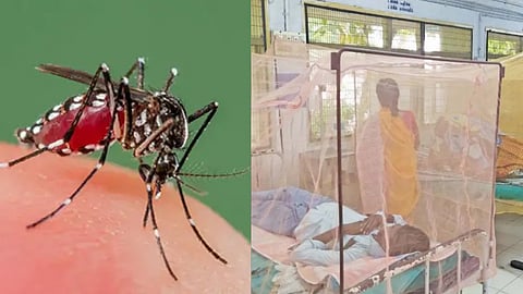 Dengue fever