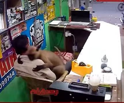 குரங்கு செய்த திடீர் செய்கை!வைரல் வீடியோ