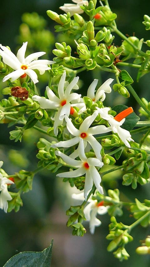 শেৱালি ফুলৰ পৰা স্বাস্থ্যৰ লাভালাভ